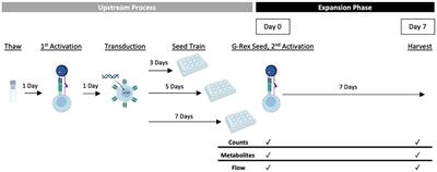 A quality-by-design approach to improve process understanding and optimise the production and quality of CAR-T cells in automated stirred-tank bioreactors